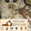 Barred Owl